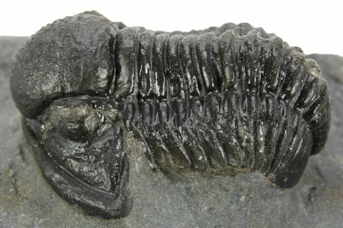 Detailed Gerastos Trilobite Fossil - Morocco #377259
